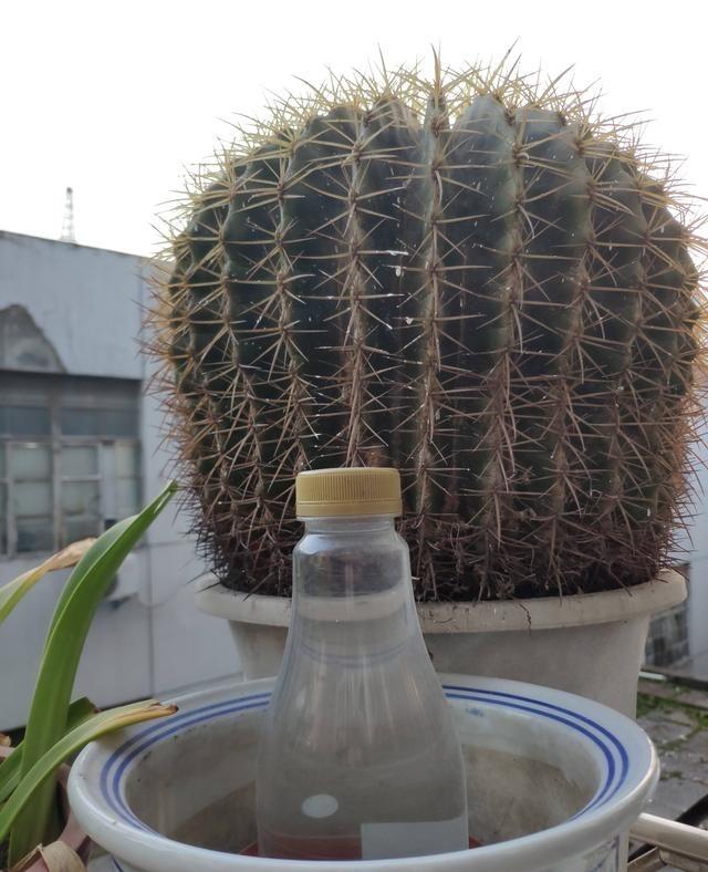 金虎仙人球开花吗