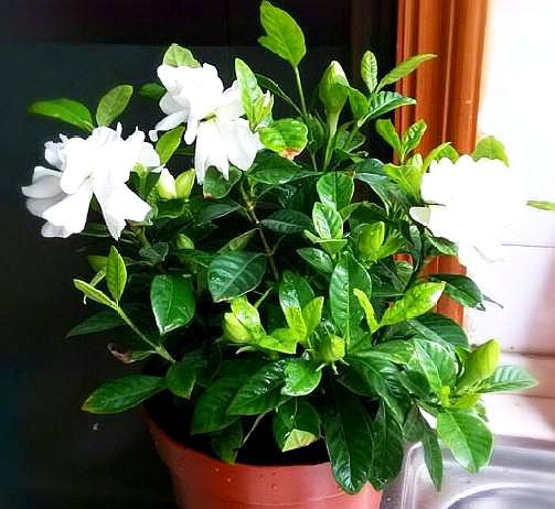 栀子花怎么扦插生根