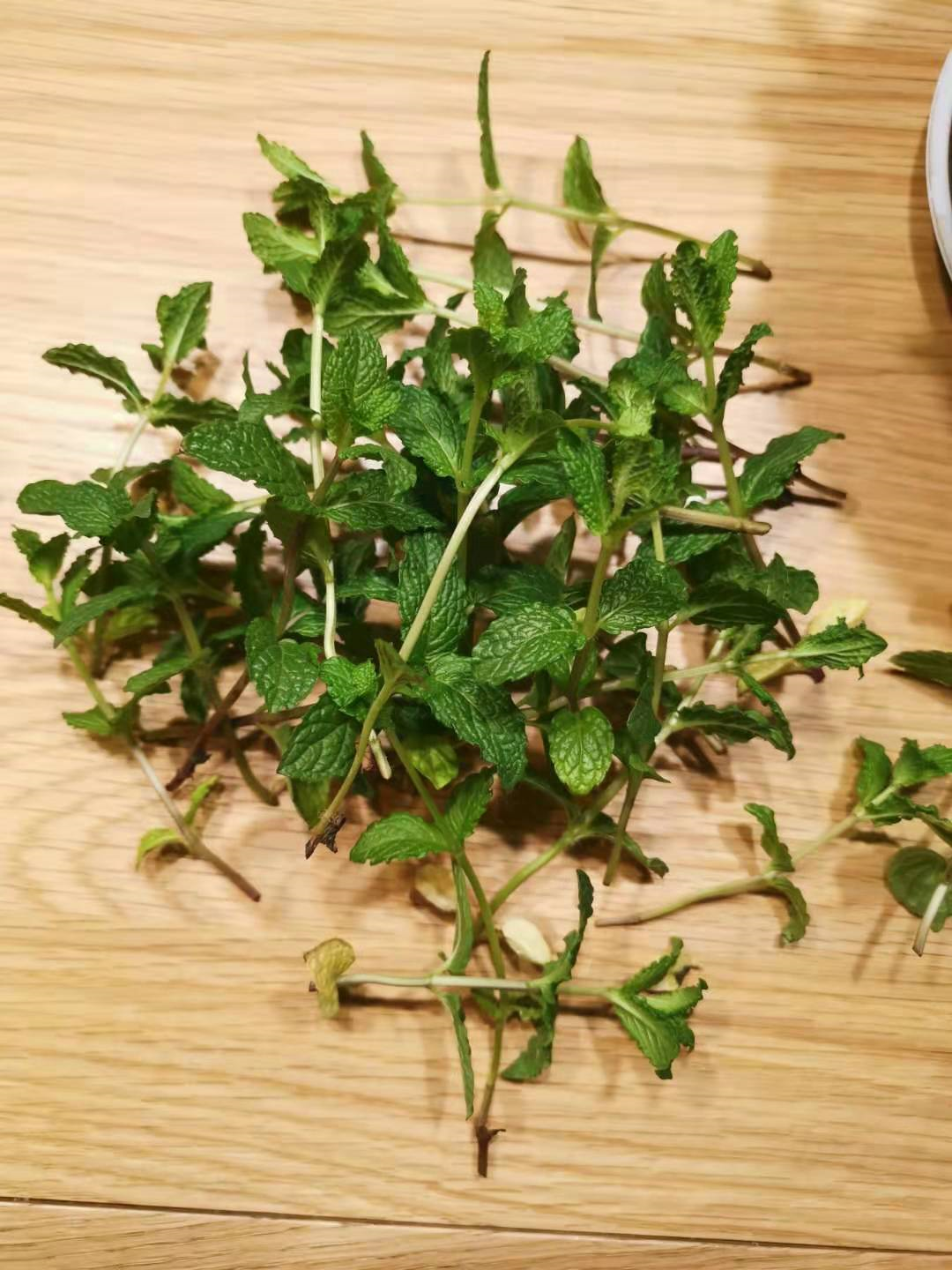 薄荷喜阴还是喜阳