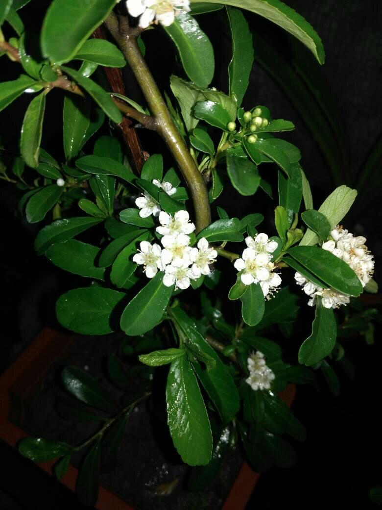 白色菊花的寓意是什么