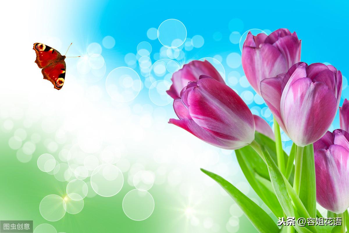 郁金香是多年生还是一年生的植物