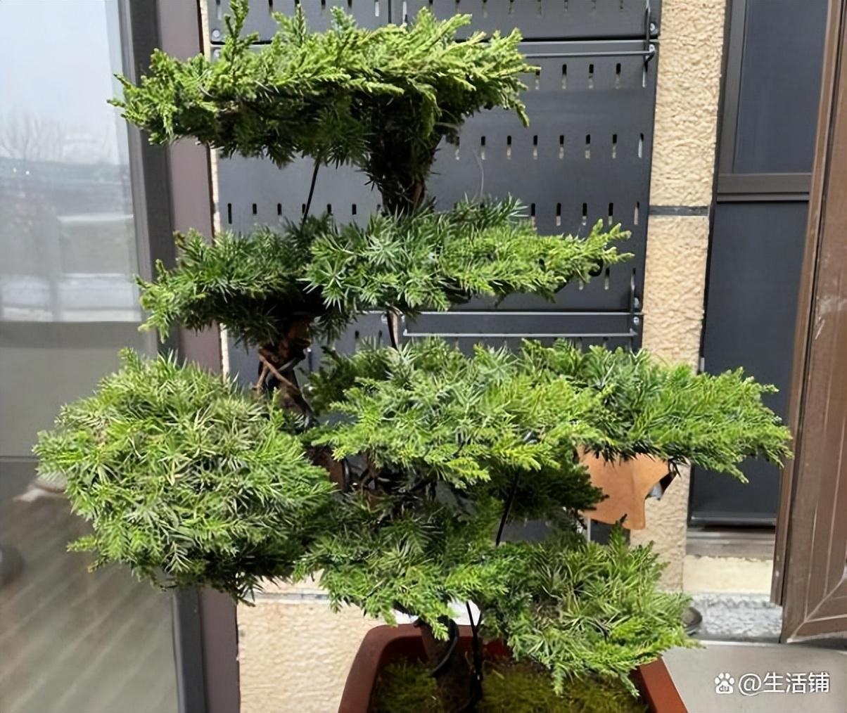 盆栽罗汉松多久浇一次水