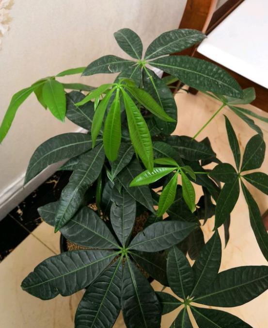 发财树叶子发黄干枯如何补救方法