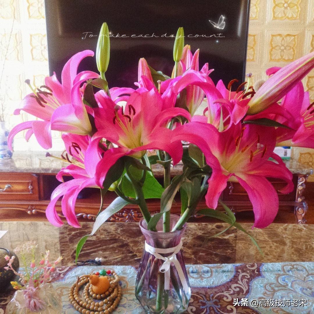 香水百合花期多久开花