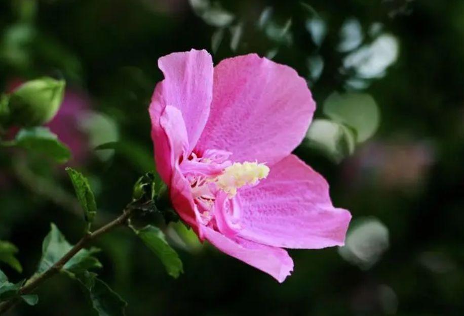 常见园林花卉品种有哪些