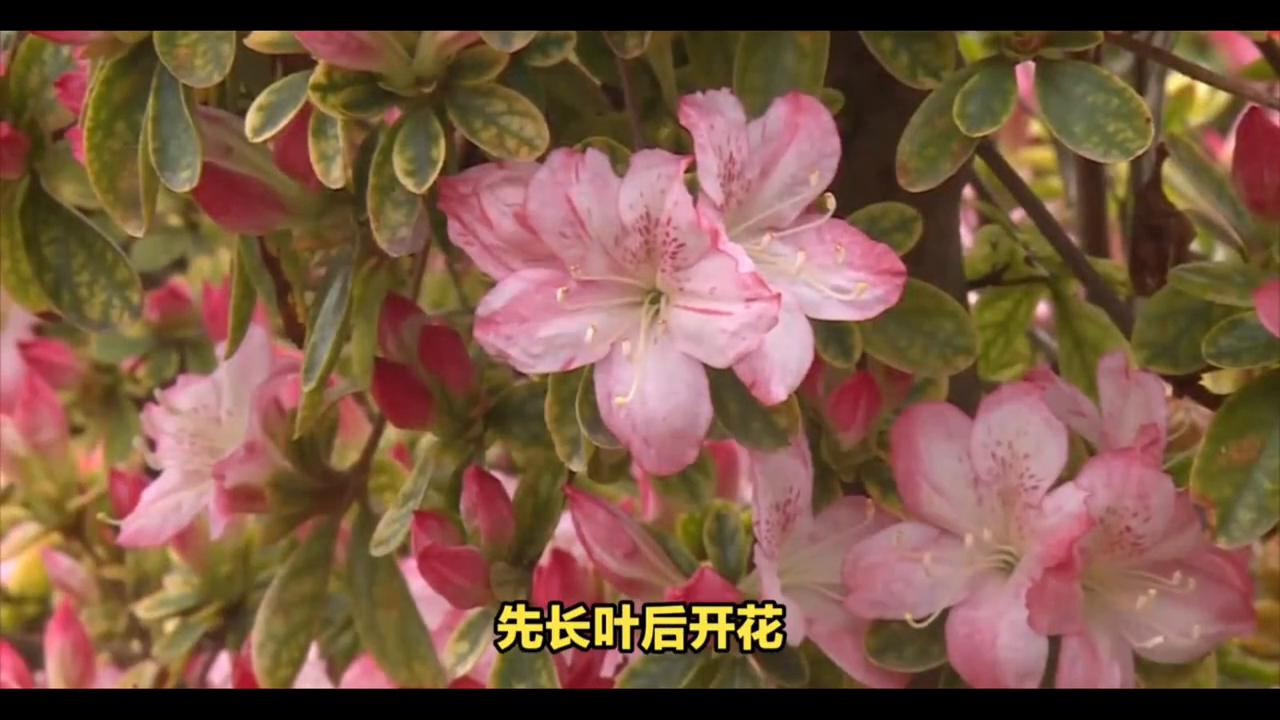 杜鹃花几月开花的季节