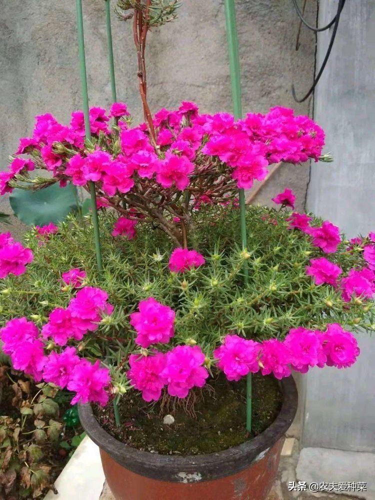 太阳花的花期是多久