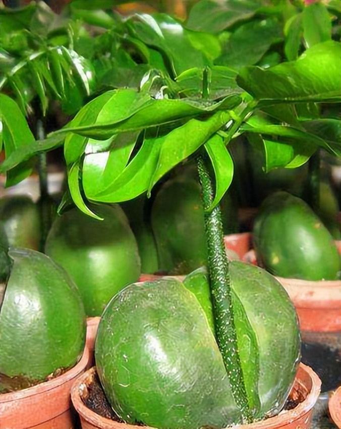 石斛兰的寓意和风水作用