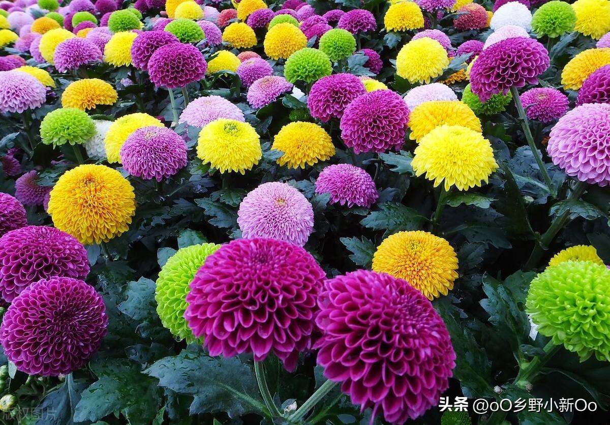 乒乓菊是一年生还是多年生植物