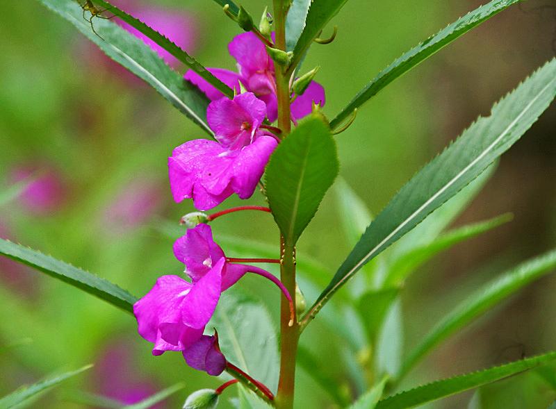 凤仙花花语和寓意