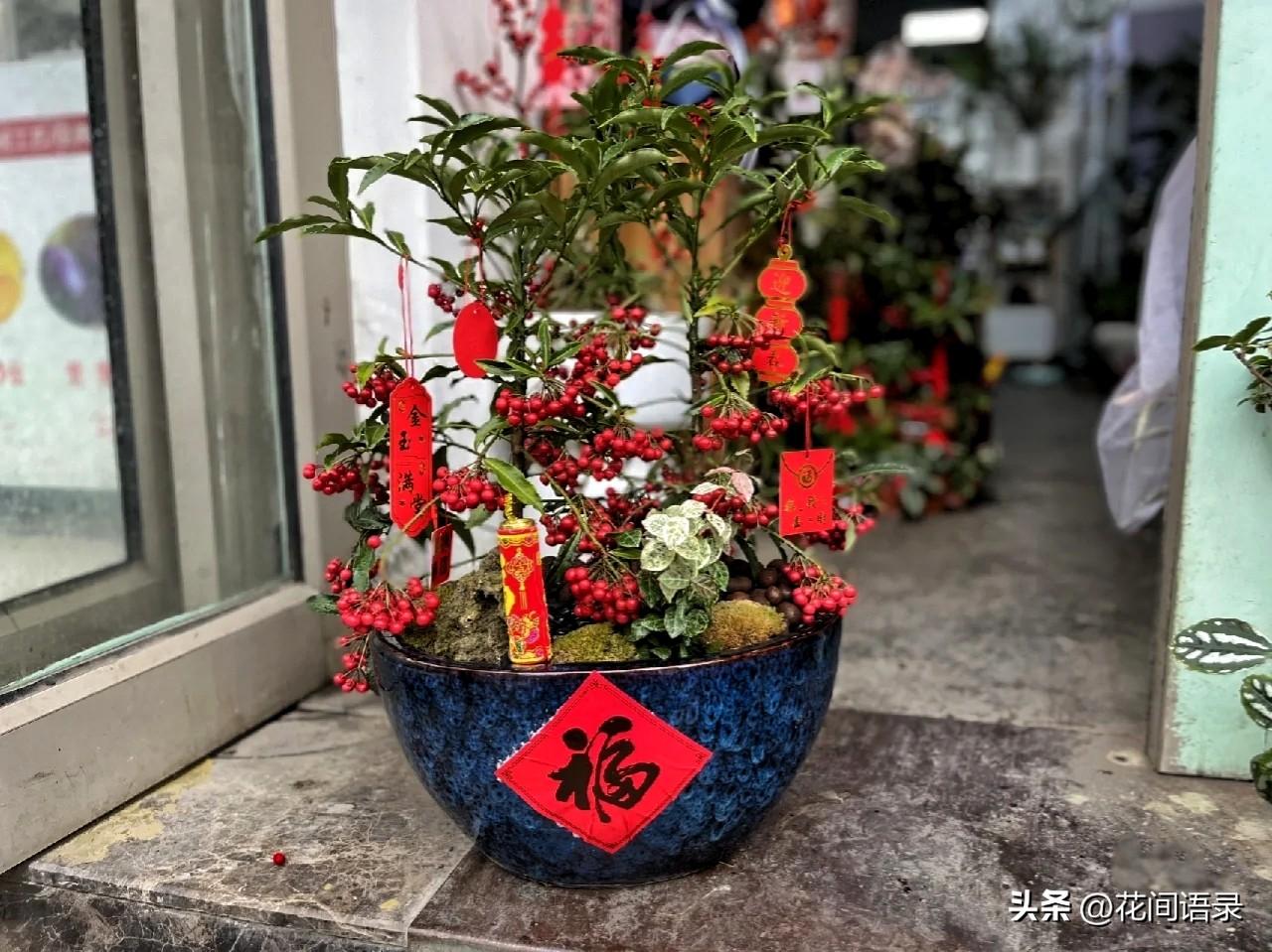 富贵树的寓意是什么意思