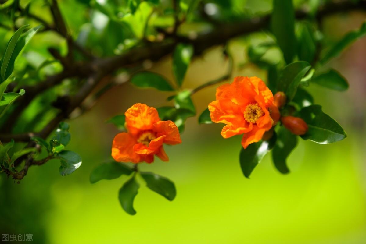 石榴花寓意及花语