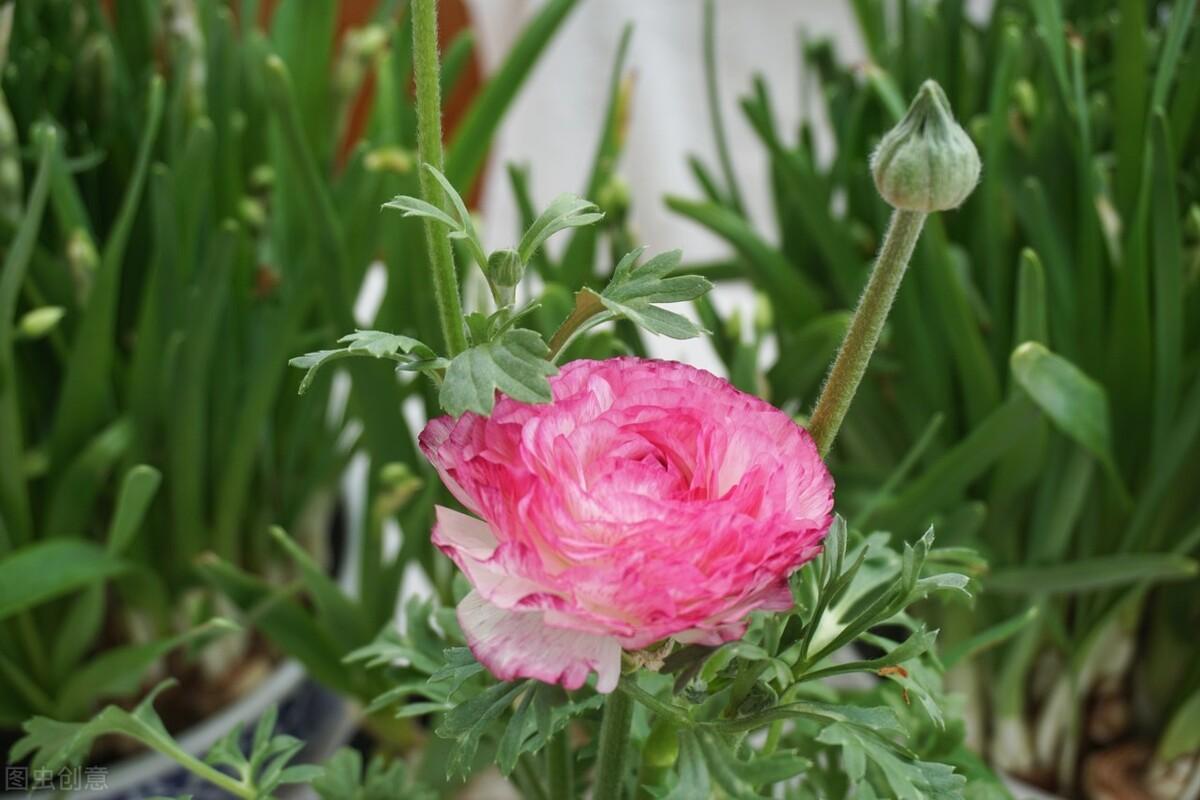 春天的花有哪些品种名称