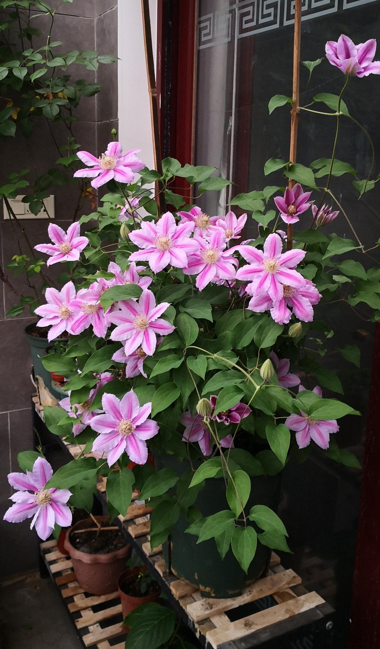 铁线莲一年开几次花的品种