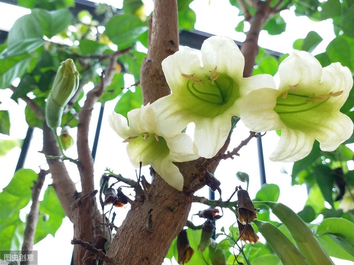 幸福树开花寓意着什么