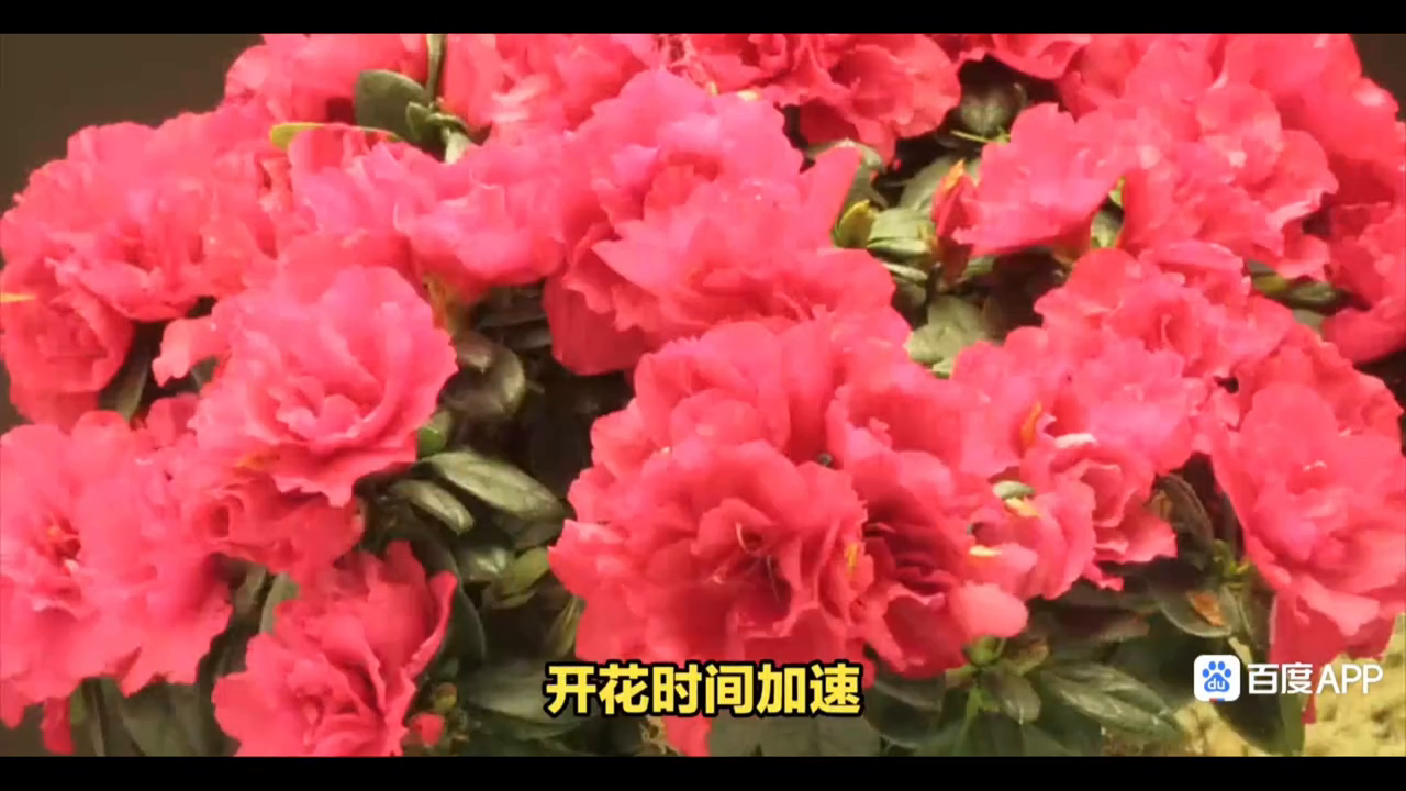 杜鹃花几月开花的季节