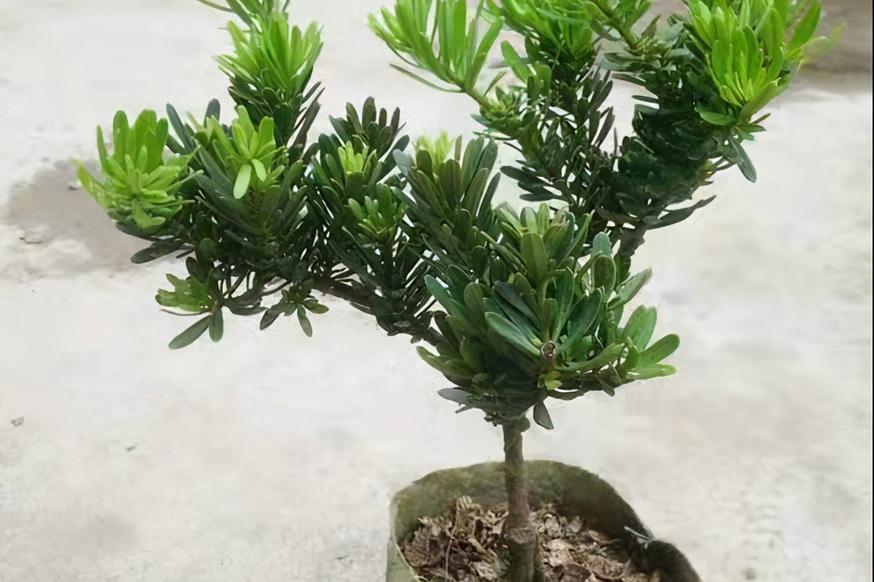 罗汉松的种类有哪些品种