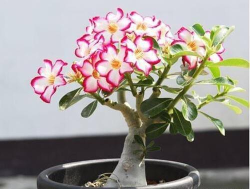 沙漠玫瑰几月份开花