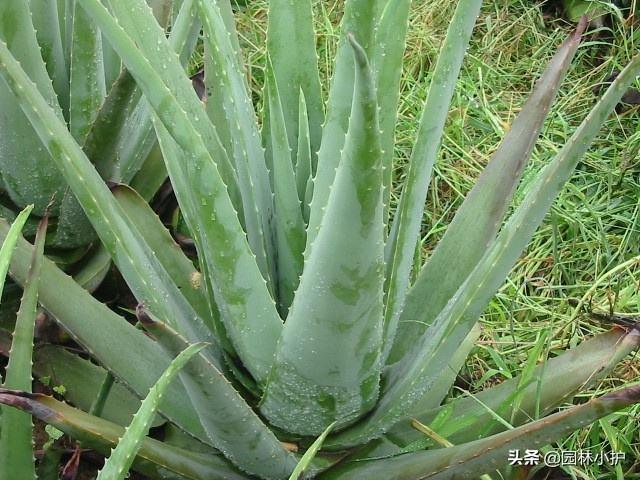 释放氧气的植物有哪些