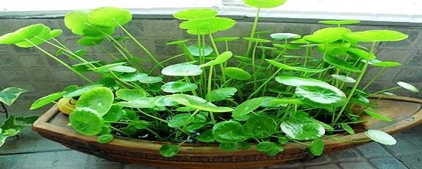 水培铜钱草怎么养才能更旺盛
