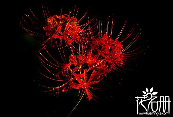 粉色曼珠沙华的花语和寓意
