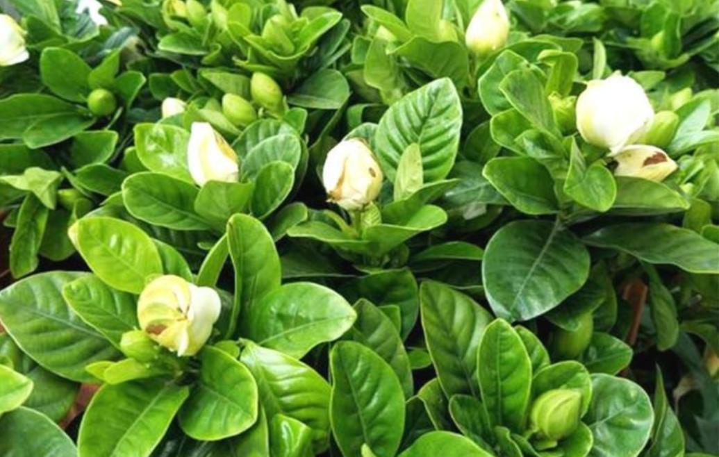 栀子花花期怎么施肥最好