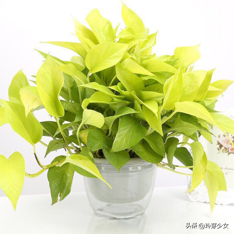 巴西木的风水作用与寓意