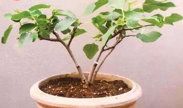 盆栽果树用什么土最好养活