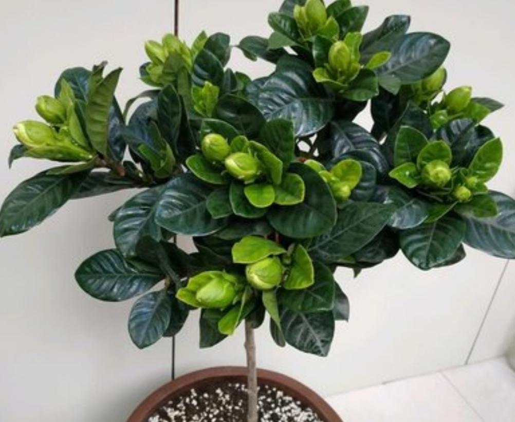 栀子花花期怎么施肥最好