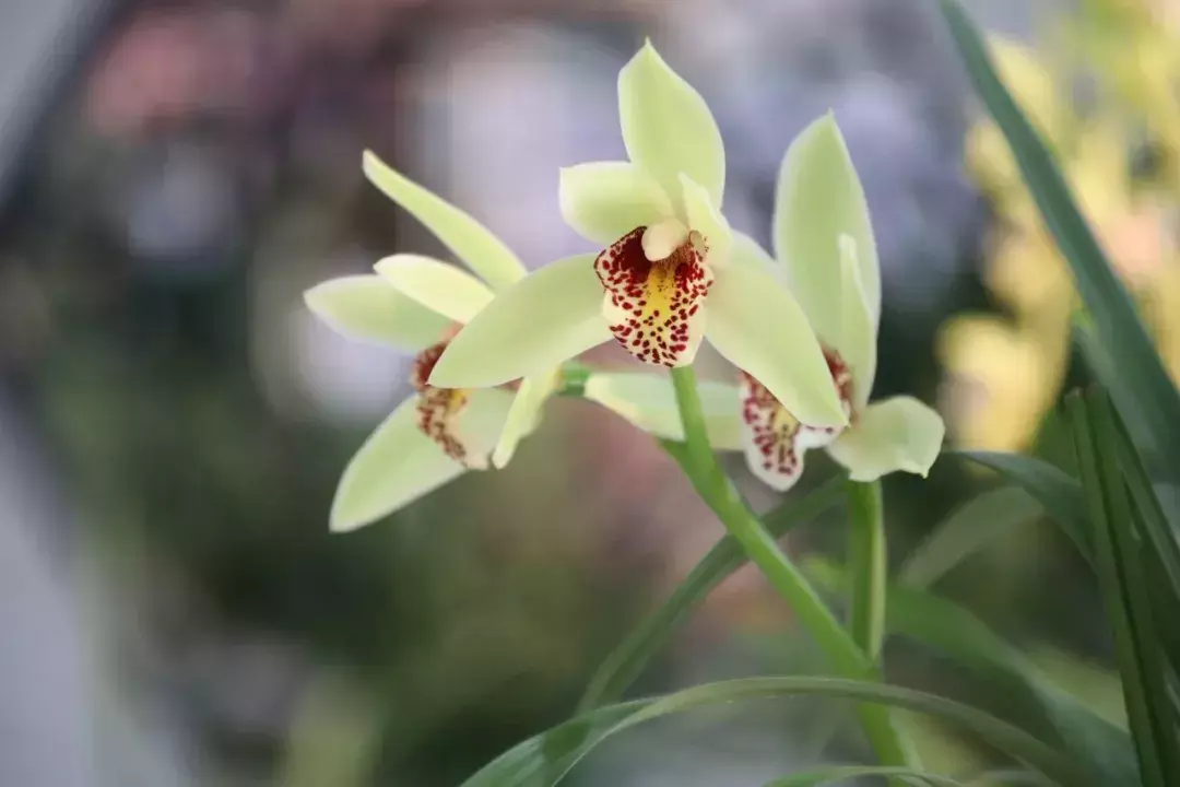 春天都开什么花