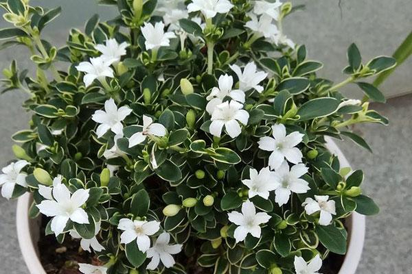 六月雪浇水的正确方法