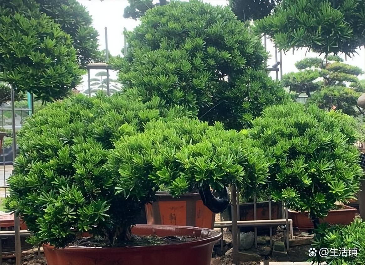 盆栽罗汉松多久浇一次水