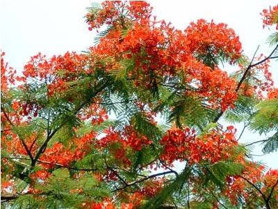 凤凰花什么时候开花