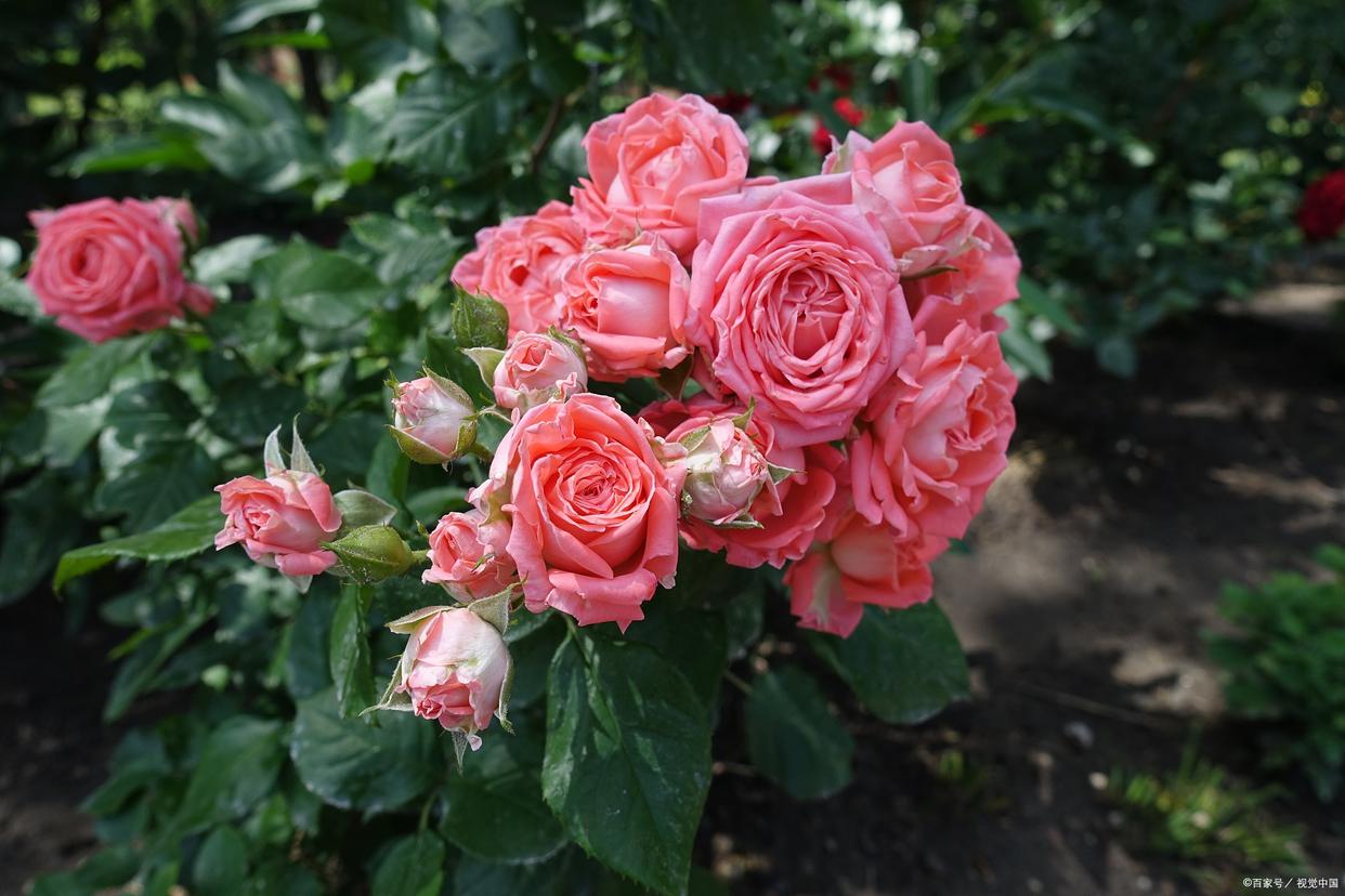 什么树可以嫁接月季花盆栽