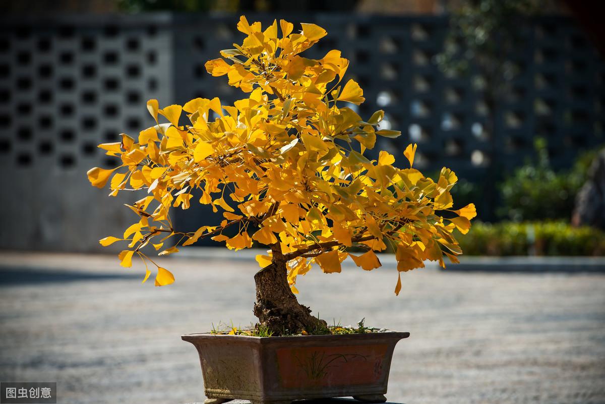 银杏树的种植方法和养护