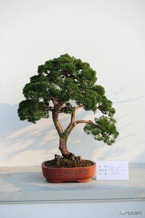 柏树盆景怎么养护