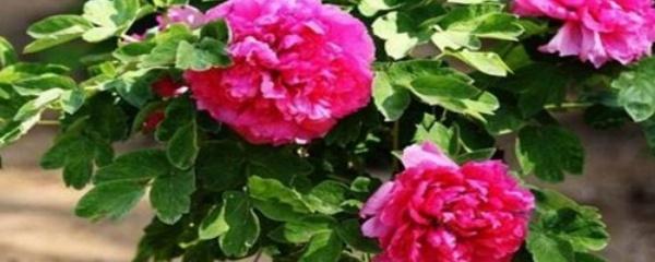 牡丹花什么时候种植合适