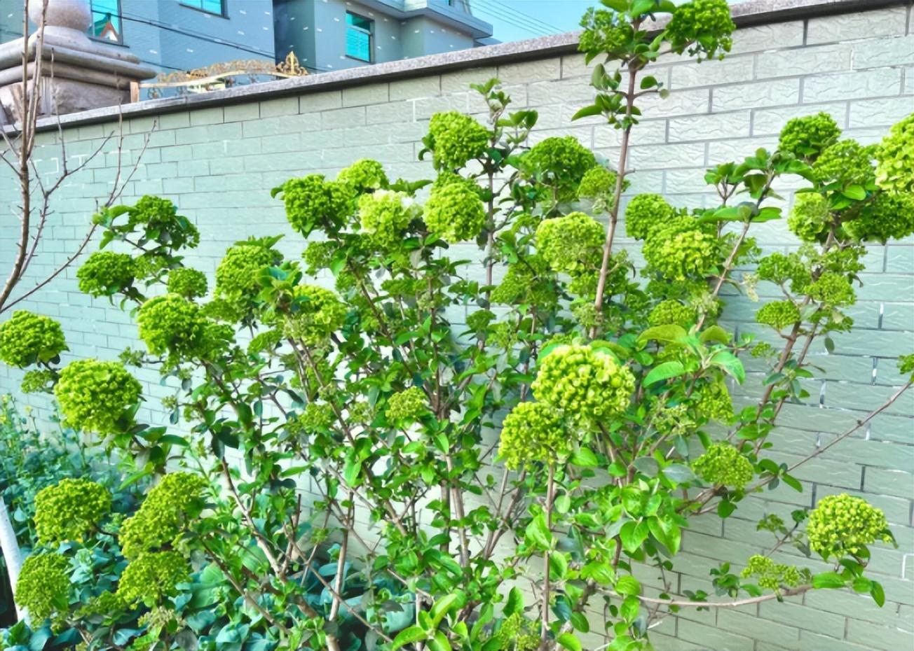 镇宅十大吉树是哪些