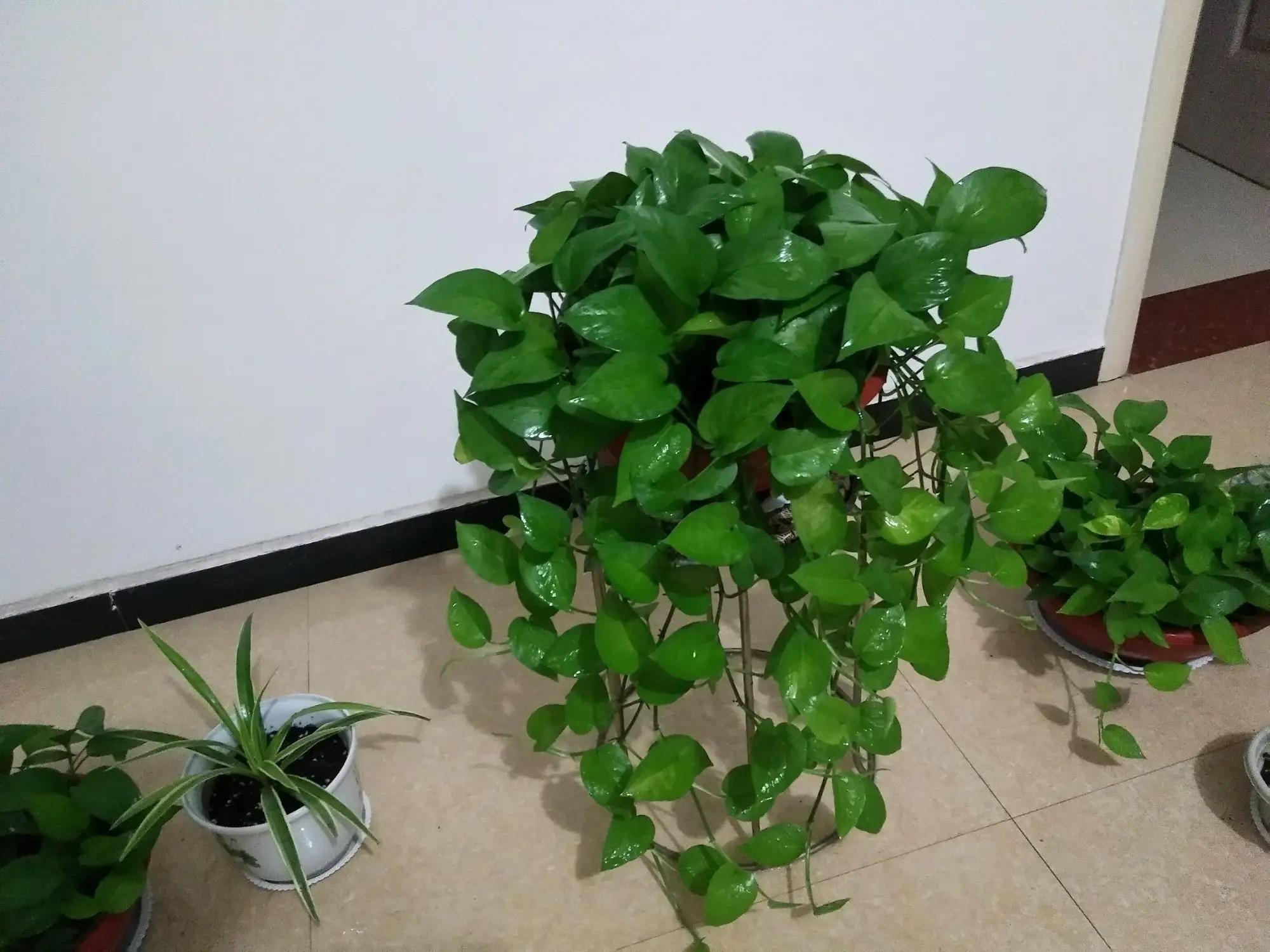 冬天绿萝能在太阳下晒吗