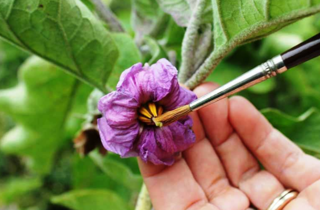 仙人球开花会结果吗