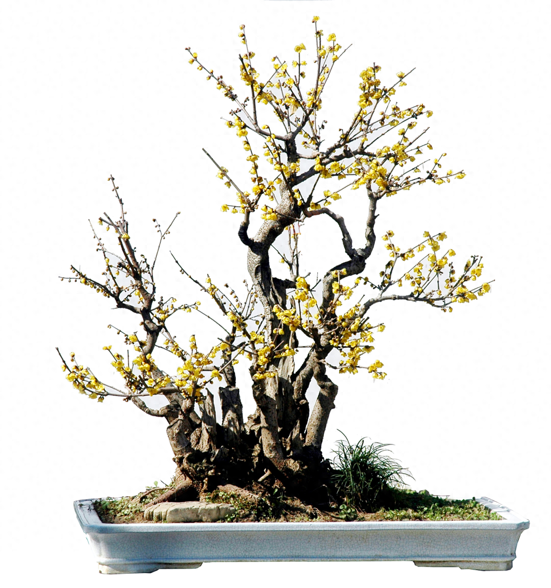 腊梅盆景的制作过程