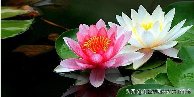 并蒂莲象征着什么意义
