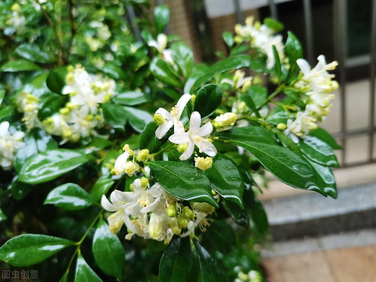 九里香几月开花结果