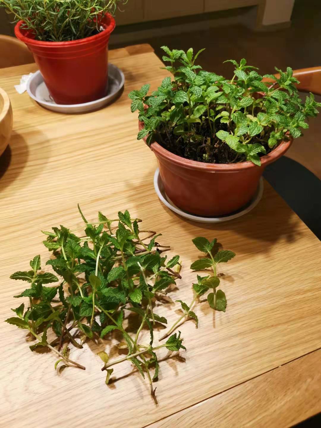 薄荷喜阴还是喜阳