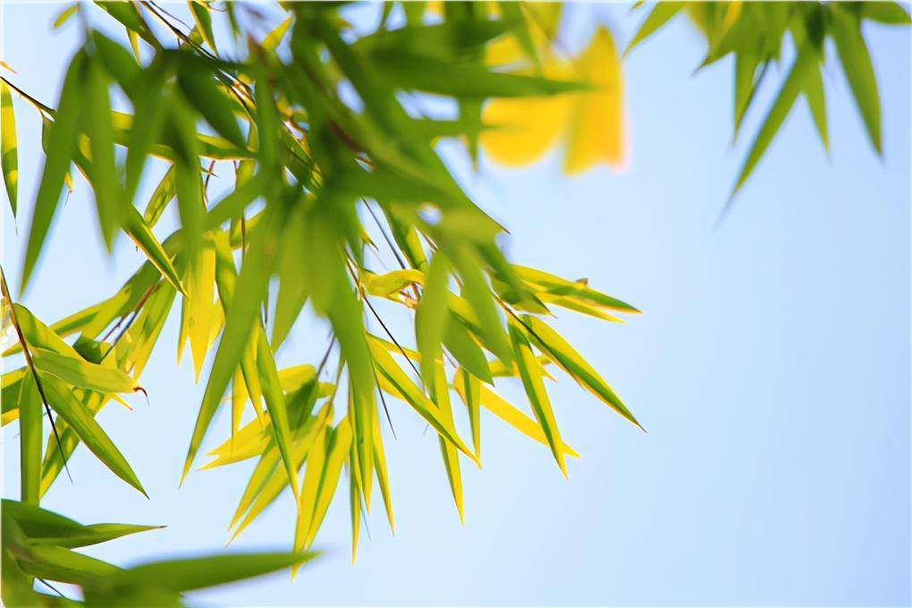 毛竹种子种植方法和注意事项