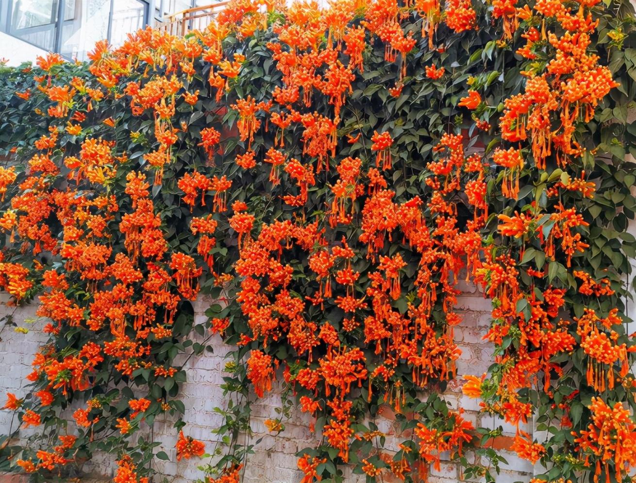 藤蔓花卉有哪些