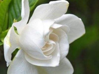 栀子花喜阴还是喜阳的植物