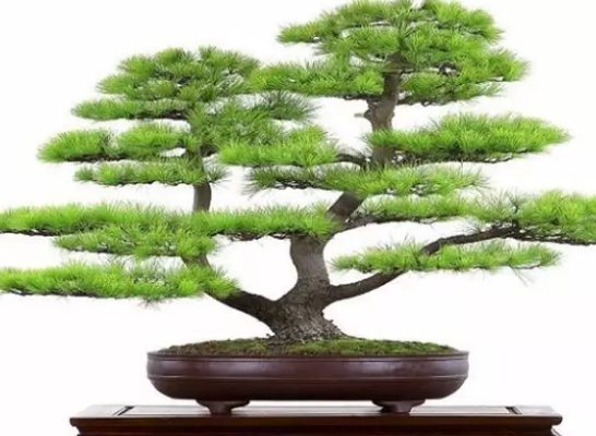 家里养蓬莱松风水好不好