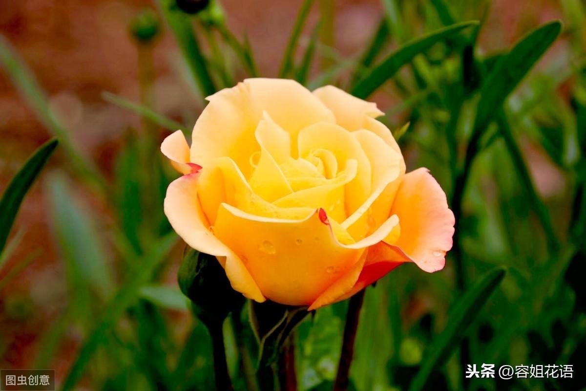 郁金香是多年生还是一年生的植物