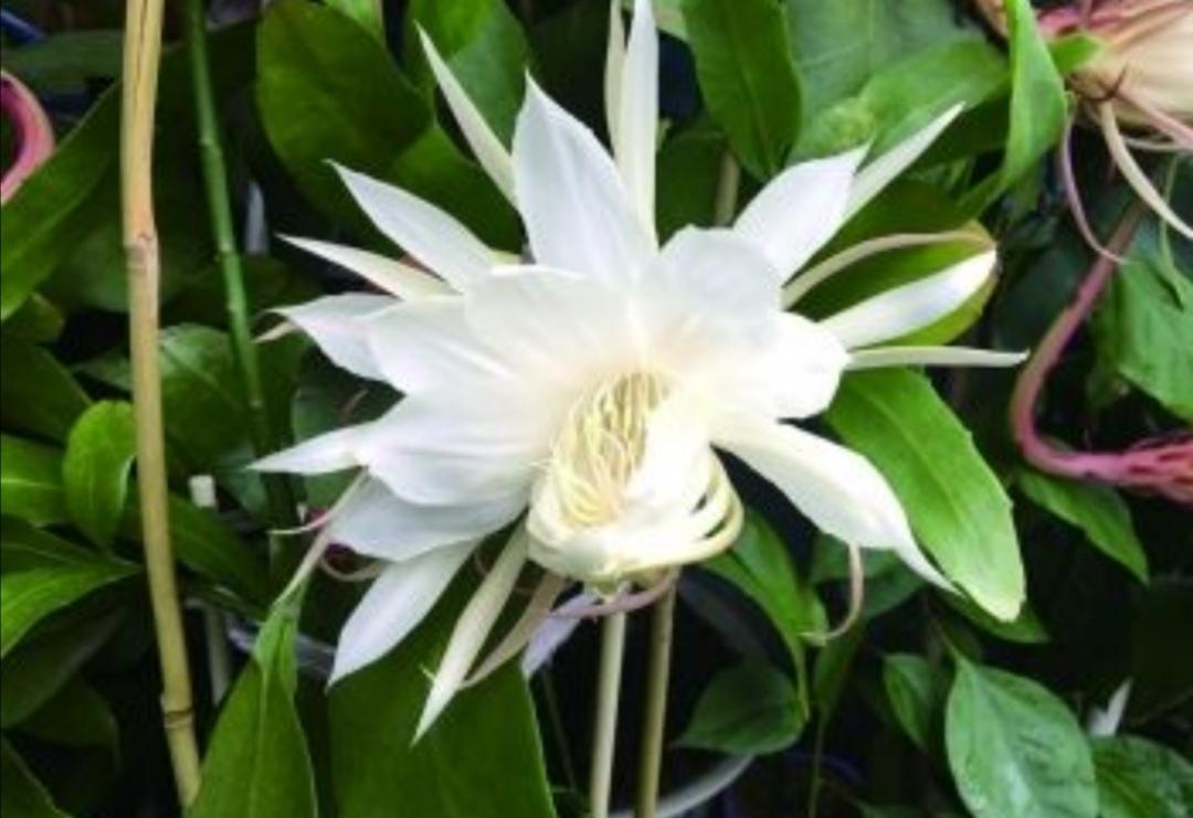 昙花为什么在晚上开花的原因